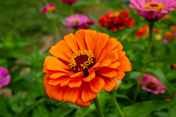 Orange Zinnia Flower