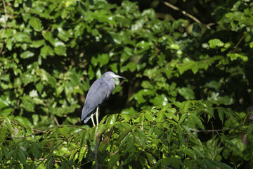 Fototapeta premium Blue Heron, Tortuguero national park, Costa Rica