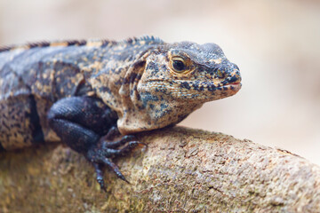 Black Iguana (Ctenosaura similis), Manuel Antonio National Park, Costa Rica