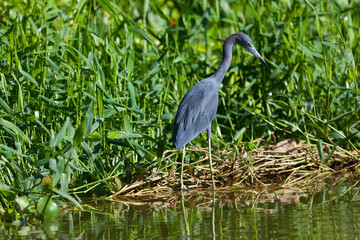 Adult Little blue Heron (Egretta caerulea) Tortuguero national park, Costa Rica