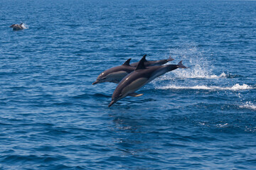 Obraz premium Dolphins, Cantabrian Sea, Basque Country, Spain
