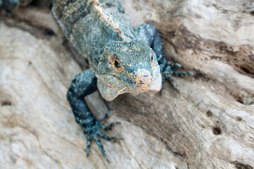 Black Iguana (Ctenosaura similis), Manuel Antonio National Park, Costa Rica