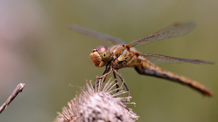 dragonfly on a burr