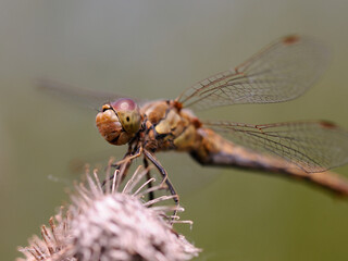 dragonfly on a burr