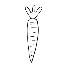 Fresh carrot vector illustration, hand drawing sketch