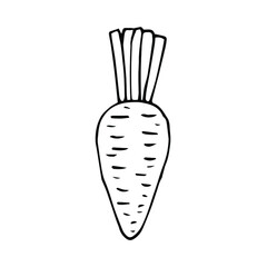 Carrot vector illustration, hand drawing doodle