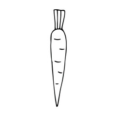 Ripe carrot vector illustration, hand drawing sketch