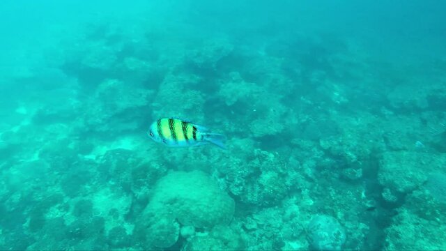 Fish on Coral Reef Fish in Thailand