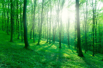 Obraz premium forest