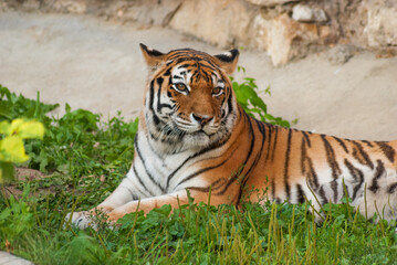 Naklejka na ściany i meble The tiger is lying on the green grass.