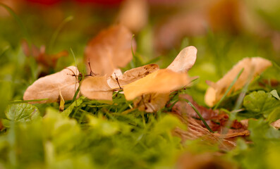 Yellow leaves. autumn. background.