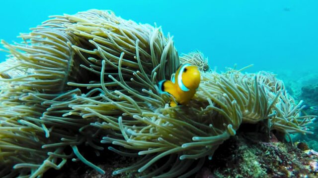 Clownfish on Coral Reef Fish in Thailand