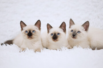 Three cute little siamese kittens sitting on fur white blanket      