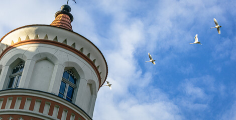 Swans against the background of the tower and the blue sky. Horizontal banner with space. Birds are flying in a row across the sky.