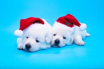 two christmas puppies on isolated background