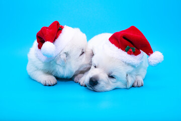 two christmas puppies on isolated background