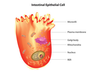 Biological illustration of intestinal epithelial cells in human body - obrazy, fototapety, plakaty