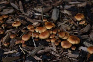 Mushrooms in the forest, close up