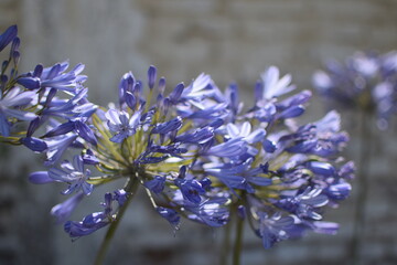 Primavera Flores violetas hermosas con buena iluminación
