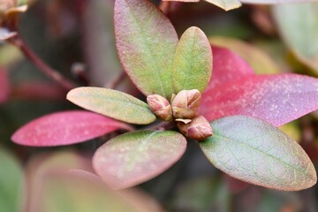 Autumn leaves of an Azalea Bush 