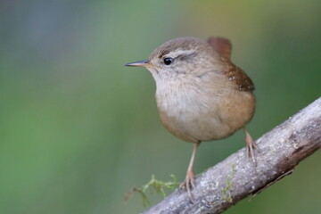 portrait de troglodyte mignon sur une branche