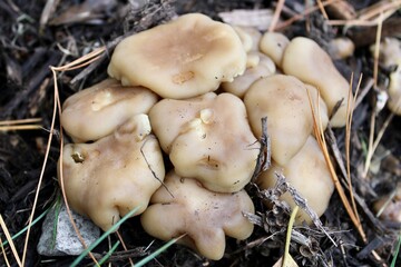 mushrooms in the grass