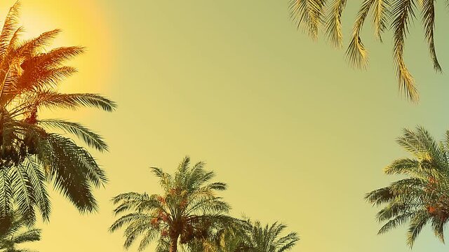 The tops of the date palm sway in the wind against the golden sky from the sun's rays