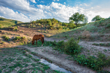 horses in the mountains