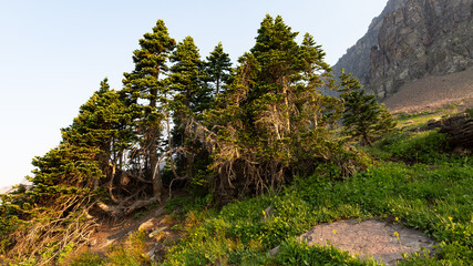 A small cluster of sub alpine fir trees grows in an alpine meadow near the Hidden Lake trail in Glacier National park Montana. 