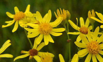 The plant Jacobaea vulgaris grows in the wild