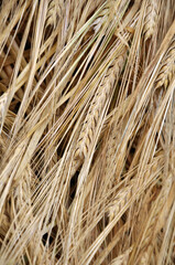 Background of barley ears