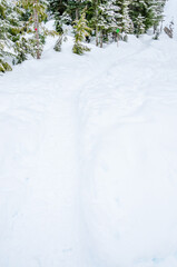 Beautiful snow in winter park with trees. Vancouver. Canada.