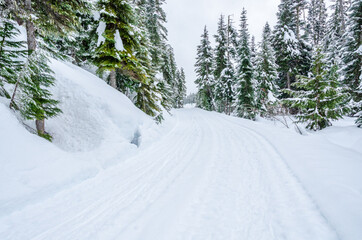 Beautiful snow in winter park with trees. Vancouver. Canada.