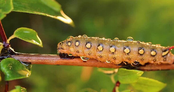 Caterpillar Bedstraw Hawk Moth crawls on a branch during the rain. Caterpillar (Hyles gallii) the bedstraw hawk-moth or galium sphinx, is a moth of the family Sphingidae.