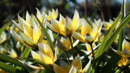 tulip Saxatilis