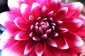 Close up of a Dahlia flower 