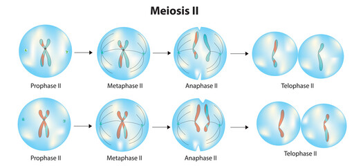 Biological cell stages of  meiosis II