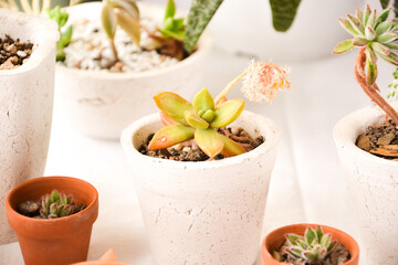 set of succulents in pots with white background
