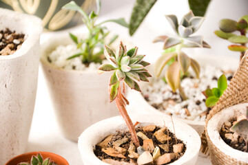 set of succulents in pots with white background