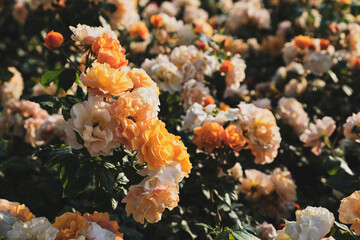 White, yellow and orange rose garden
