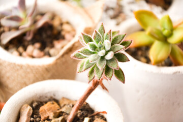 set of succulents in pots with white background