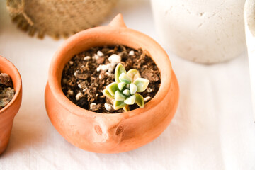 set of succulents in pots with white background