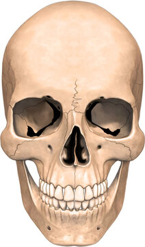 Anatomia da face anterior do crânio