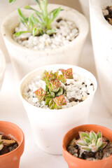 set of succulents in pots with white background