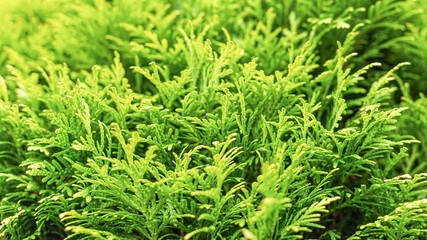 Western thuja. Plant for the garden. Background of nature