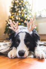 Funny portrait of cute puppy dog border collie wearing Christmas costume deer horns hat near christmas tree at home indoors background. Preparation for holiday. Happy Merry Christmas concept.