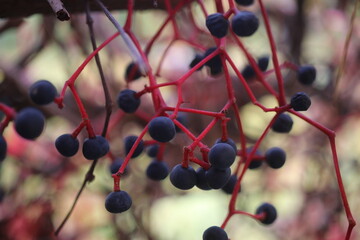 Winobluszcz pięciolistkowy Phartenocissus quiquefolia