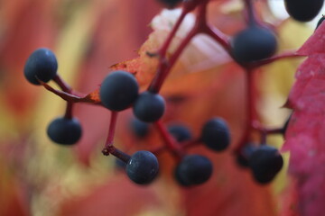 Winobluszcz pięciolistkowy Phartenocissus quiquefolia © Perovskia