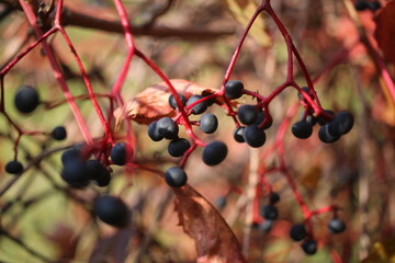 Winobluszcz pięciolistkowy Phartenocissus quiquefolia © Perovskia