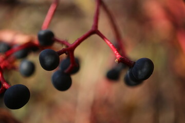 Winobluszcz pięciolistkowy Phartenocissus quiquefolia